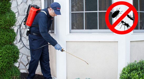 Kilimli Pire İlaçlama böcek ilaçlama ve haşere kontrolü — ilaclama-tr.com